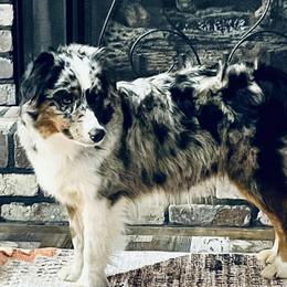 Miniature Australian Shepherds and Pembroke Welsh Corgis from Fluffy Butt Acres