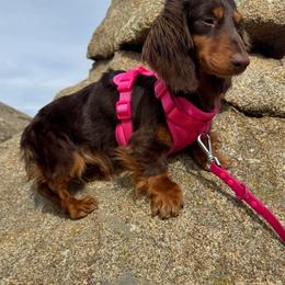 Moira Rose - Dachshund