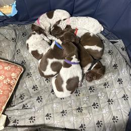 German Shorthaired Pointer puppies from Turner Delightful Dachshund Farm & German Short Hair Pointers