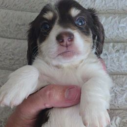 Barry - Piebald male Dachshund puppy in Price, Utah from Stone Kennels
