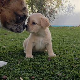 Winnie - Cream female French Bulldog puppy in Colorado from NOCO French Bulldogs