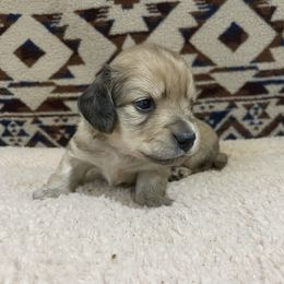 Mr Purple Collar - Cream male Dachshund puppy in Bullard, Texas from Mimidachs of Texas