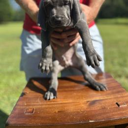 Weimaraner Puppies from Georgia Line Weimaraners