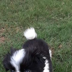 Japanese Chin Puppies from Carousel Chin