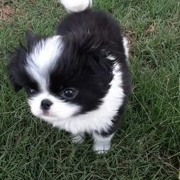 Japanese Chin Puppies from Carousel Chin