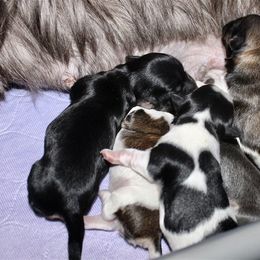Gemstone Havanese breeder of 