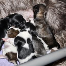Gemstone Havanese breeder of 
