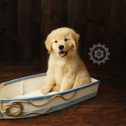 Golden Retriever Puppies from Suthern Gold Golden Retrievers