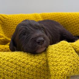 Wrangler - Brown and white male Aussiedoodle puppy in Claremont, North Carolina from Magnolia Grove Farms