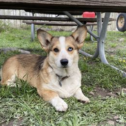 Koda - Pembroke Welsh Corgi