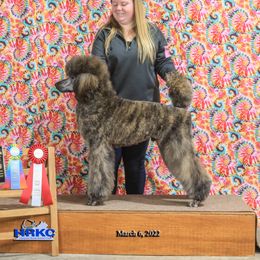 Goose - Poodle