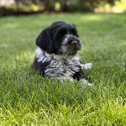 Portuguese Water Dog Puppies from Yellowstone Porties
