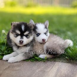 Raya - Wolf sable female Pomsky puppy in Wausau, Wisconsin from Arctic Star Pomskies