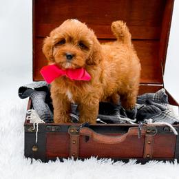 Sandy - Red female Cavapoo puppy in North Carolina from NC Doodle Puppies