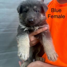 Blue bicolor female - Blue female German Shepherd puppy in Holladay, Tennessee from Mercedes Gumbel