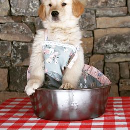 Golden Retriever Puppies from DoubleTake Goldens