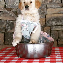 Golden Retriever Puppies from DoubleTake Goldens