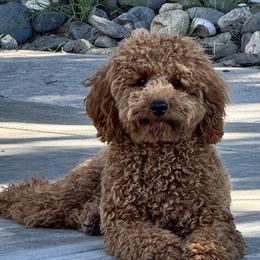 Daisy - Goldendoodle