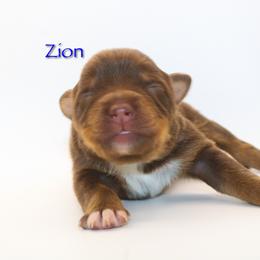 Zion - Red tri-color male Australian Shepherd puppy in Coldwater, Michigan from Northern Star Australian Shepherds