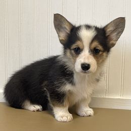 Jolene - Black and tan female American Corgi puppy in Mount Carmel, Tennessee from Hidden View Farm