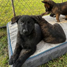 Dutch Shepherd Puppies from Sugar Island Dutch Shepherds