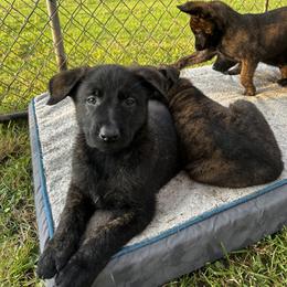 Dutch Shepherd Puppies from Sugar Island Dutch Shepherds