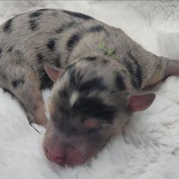 Reese - Blue merle male Miniature American Shepherd puppy in Deer Park, Washington from Rodeo Aussies