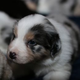 Australian Shepherd, Miniature American Shepherd, Miniature Australian Shepherd, and Toy Australian Shepherd Puppies from Painted Blue Aussies