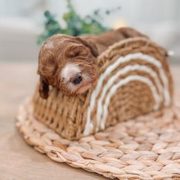 Louise - Red  female Goldendoodle puppy in Iola, Texas from Supreme Doodles of Texas