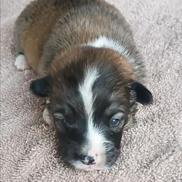 Miss Ella - Sable female Pembroke Welsh Corgi puppy in Checotah, Oklahoma from Skoal Creek Corgi's