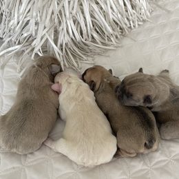 French Bulldog Puppies from Forever Friendchies