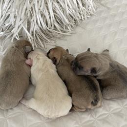French Bulldog Puppies from Forever Friendchies