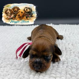 Angela - Red female Dachshund puppy in Sulphur Springs, Texas from Waggin Beach Paradise Doxies