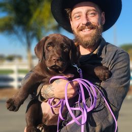 Labrador Retriever Puppies from Eternity Labradors