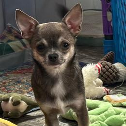 Drita - Chihuahua