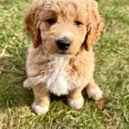 Nemo - Apricot male Goldendoodle puppy in Grand Rapids, Michigan from Homestead Family Doodles