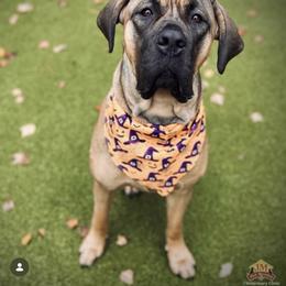 Cane Corso All Grown Up from Mass Cane Corso