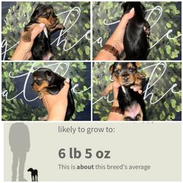 Gracie - Black and gold female Morkie puppy in Cleveland, Tennessee from Moody’s Morkies and More