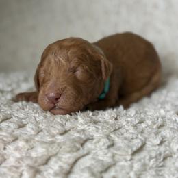 Lincoln - Apricot male Goldendoodle puppy in Willacoochee, Georgia from Kitandkboodle's Doodles