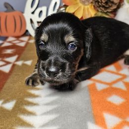 Snoopy - Black and cream male Dachshund puppy in Ohio from Brooke's Darling Dachshunds