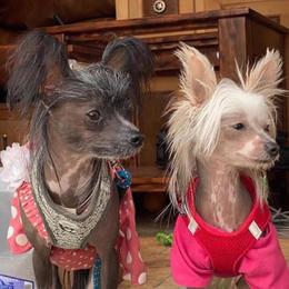 Chihuahua and Chinese Crested Puppies from Western Kentucky Chihuahua’s and Chinese Crested’s
