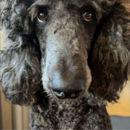 Poodles from Post Falls Poodles