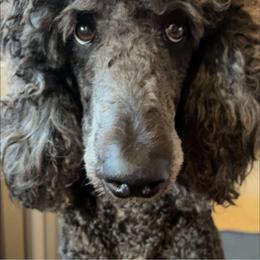 Poodles from Post Falls Poodles