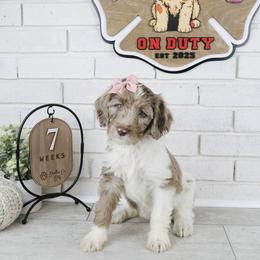 Barbie - Merle female Labradoodle puppy in Bryantown, Maryland from Doodles on Duty