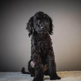 Bramble - Black male Poodle puppy in Caldwell, Idaho from Boise Doodle Co.
