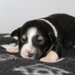 Dixie - Black tri-color female Australian Shepherd puppy in Crane, Missouri from Westrip Angus & Aussies
