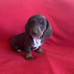 Dachshund Puppies from Krazy Acre Farm