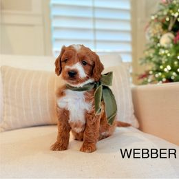 Webber - Goldendoodle puppy from JW Doodles