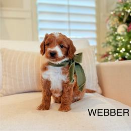 Webber - Goldendoodle puppy from JW Doodles
