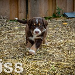 Border Collie, Golden Retriever, and Sporty Mix Puppies from Turbo Border Collies & Coltrievers